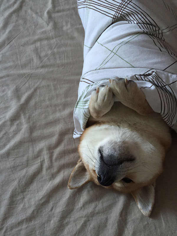 pet-burritos