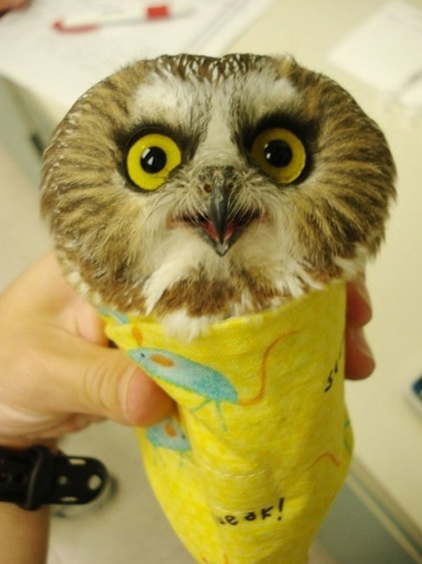 pet-burritos