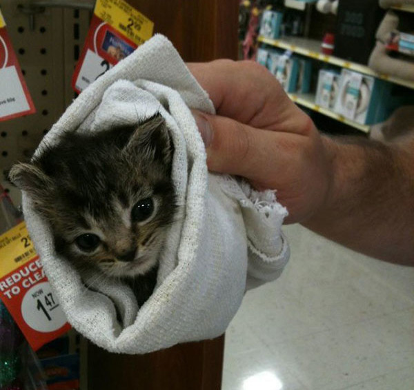 pet-burritos