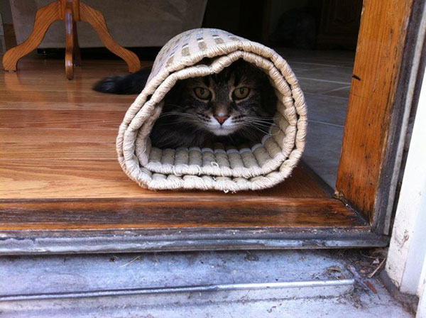 pet-burritos