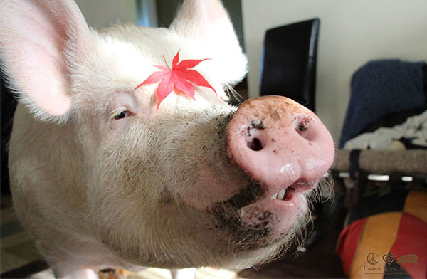Adopted A Mini-Pig