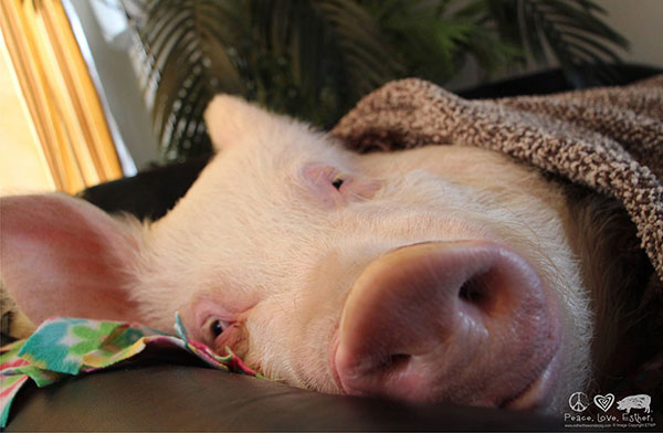 Adopted A Mini-Pig