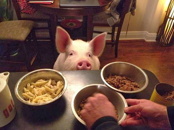 Adopted A Mini-Pig