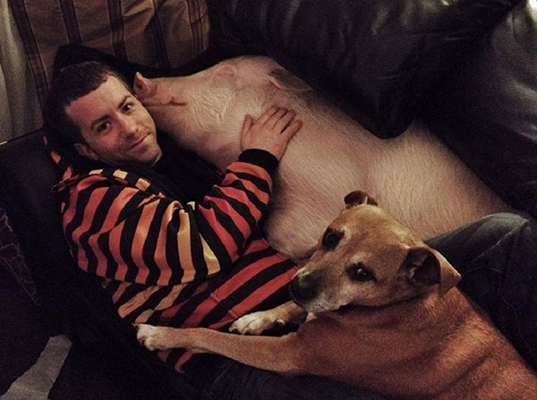 Adopted A Mini-Pig