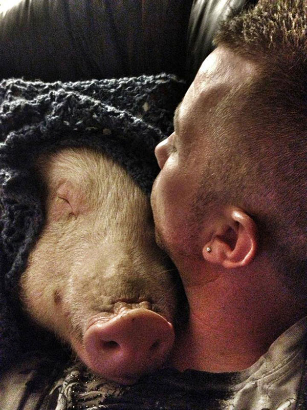 Adopted A Mini-Pig