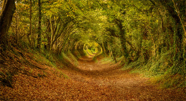 halnaker-tree-tunnel