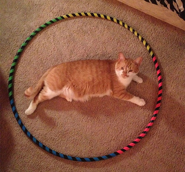 Trap A Cat