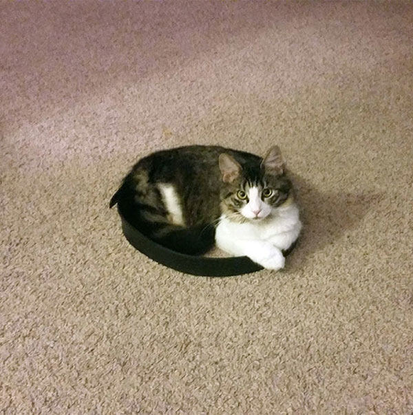 Trap A Cat