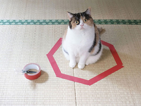 Trap A Cat