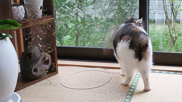 Trap A Cat