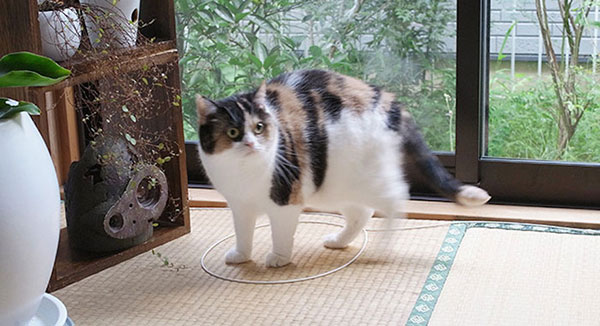 Trap A Cat
