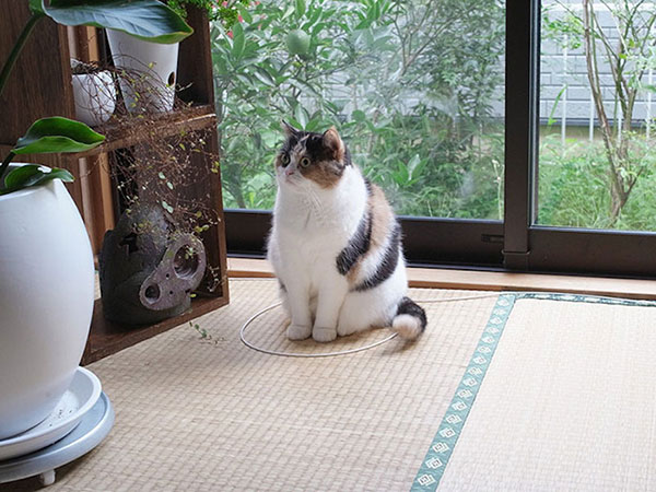 Trap A Cat