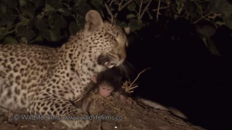 leopard and baby baboon