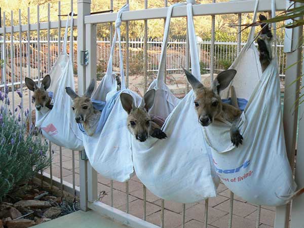 Sanctuary for Orphaned Kangaroos
