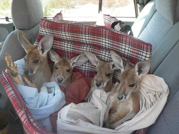 Sanctuary for Orphaned Kangaroos