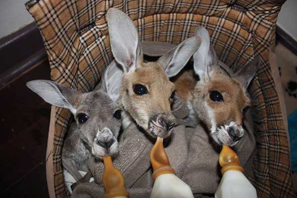Sanctuary for Orphaned Kangaroos