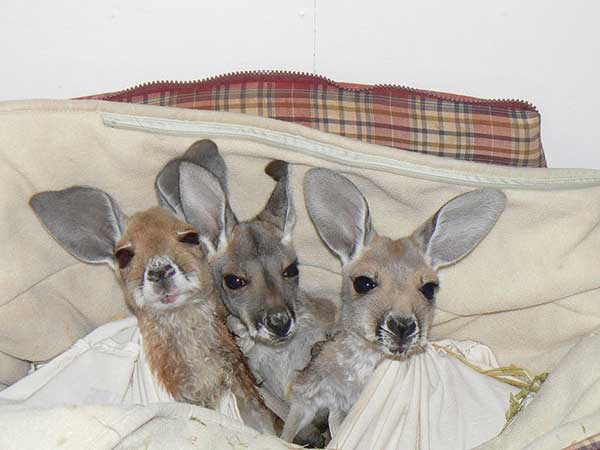 Sanctuary for Orphaned Kangaroos