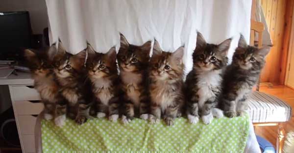 cute kittens