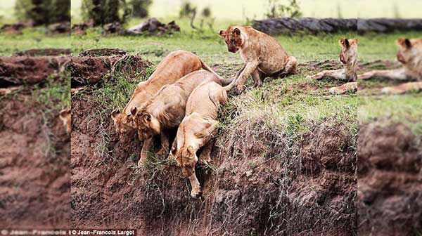 Lioness save her stranded cub