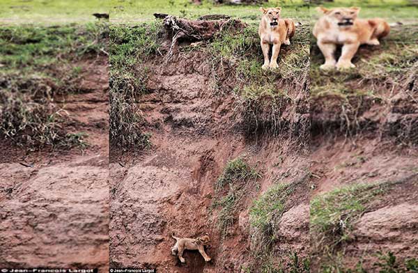 Lioness save her stranded cub