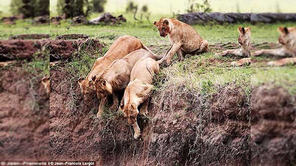 Lioness save her stranded cub