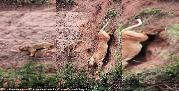 Lioness save her stranded cub
