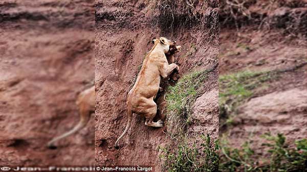 Lioness save her stranded cub