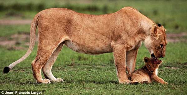 Lioness save her stranded cub