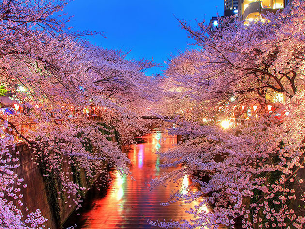 o_hanami_blossom_sakura_japan