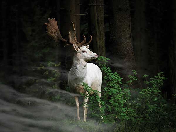sony photography awards