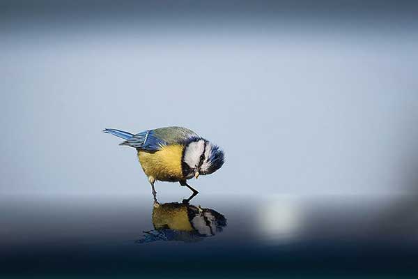 sony photography awards