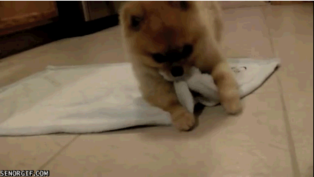 pet-burritos