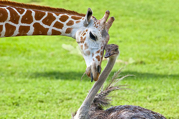 Unusual Animal Friendships
