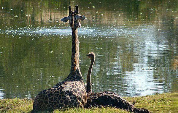 Unusual Animal Friendships