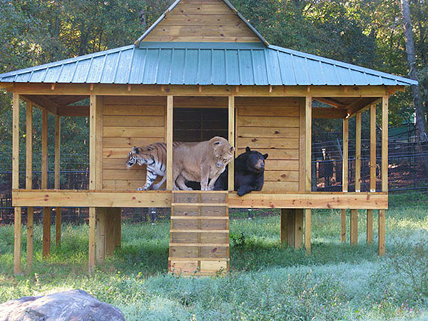 Unusual Animal Friendships