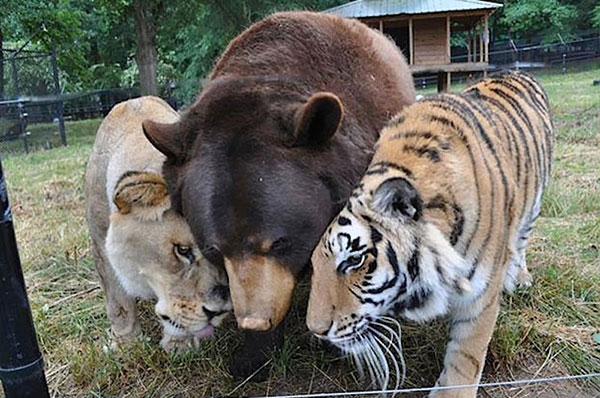 Unusual Animal Friendships