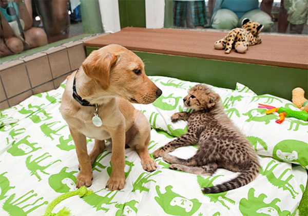 Unusual Animal Friendships