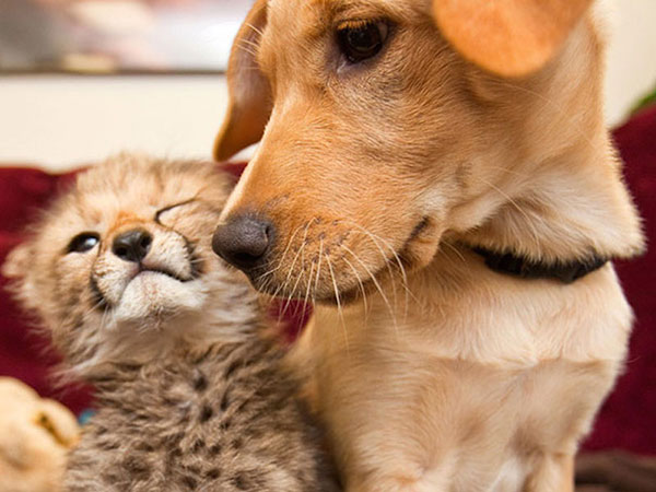 Unusual Animal Friendships