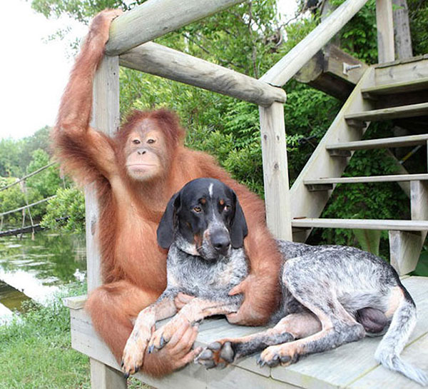 Unusual Animal Friendships