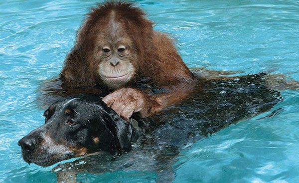 Unusual Animal Friendships
