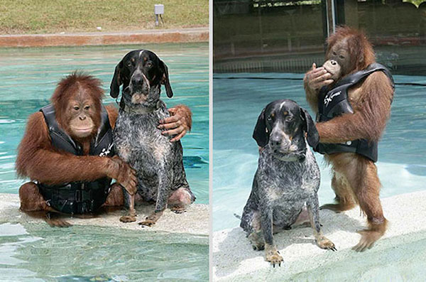 Unusual Animal Friendships