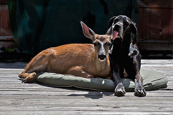 Unusual Animal Friendships