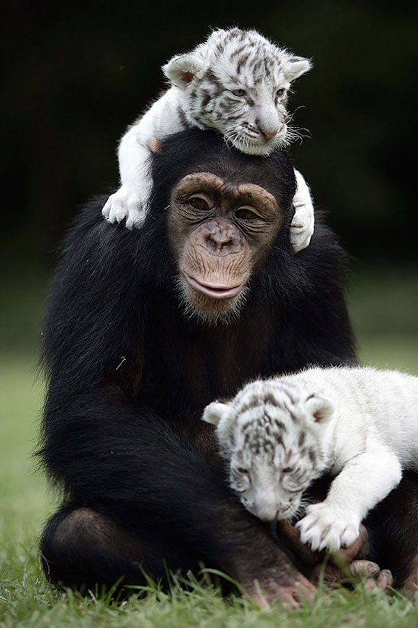 Unusual Animal Friendships