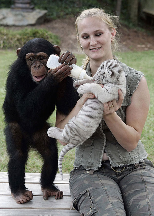 Unusual Animal Friendships