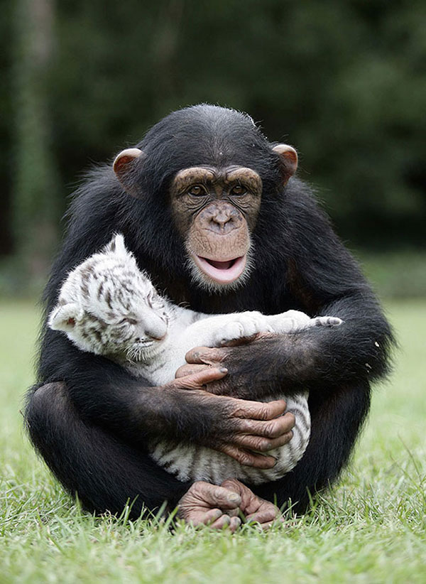 Unusual Animal Friendships