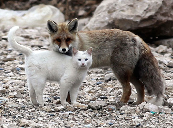 Unusual Animal Friendships