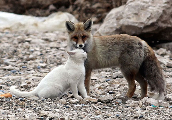 Unusual Animal Friendships