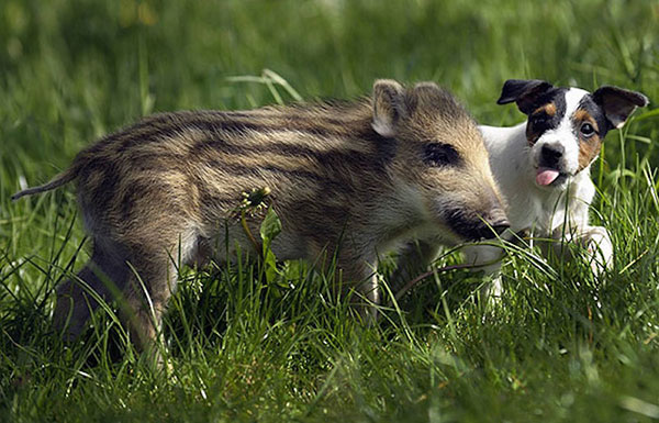 Unusual Animal Friendships