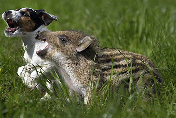 Unusual Animal Friendships