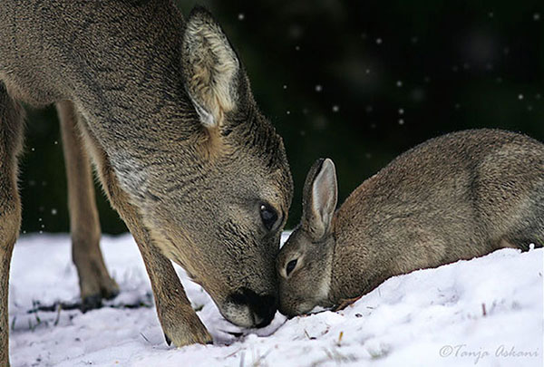 Unusual Animal Friendships